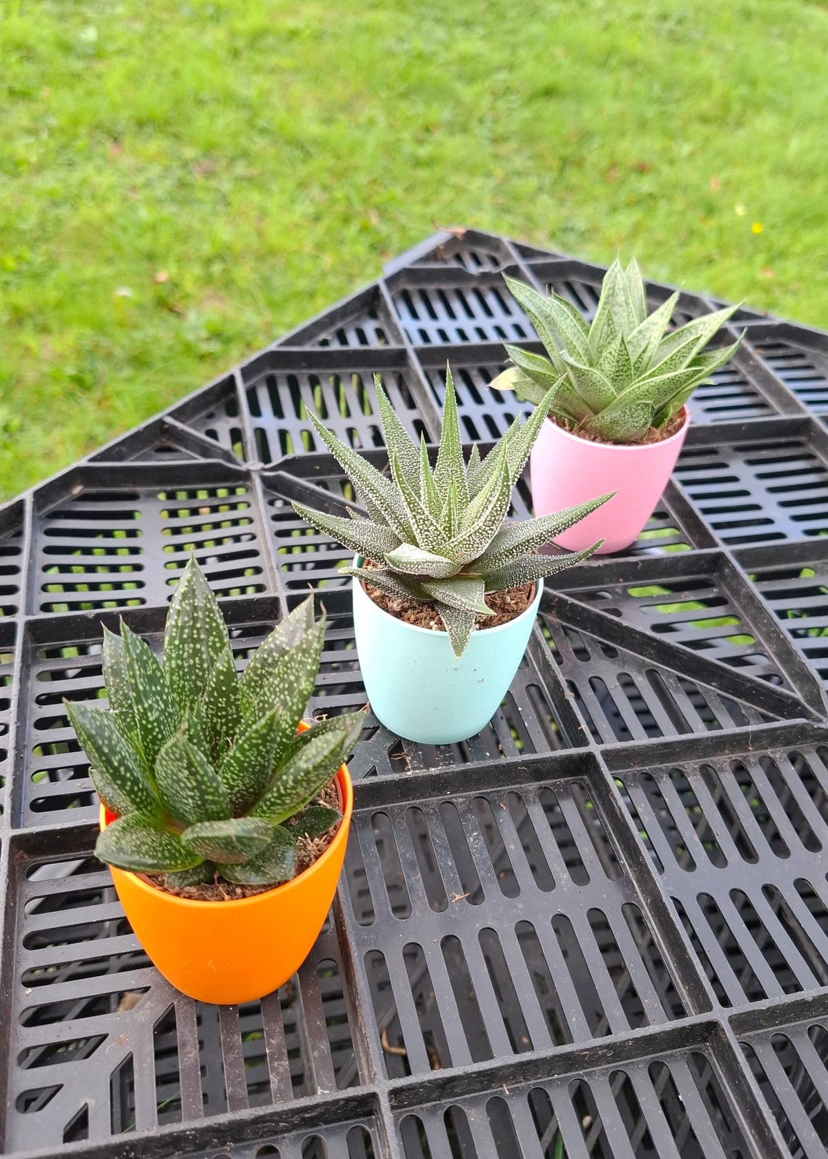 Aloe/Haworthia Mix - with Magnetic Pot