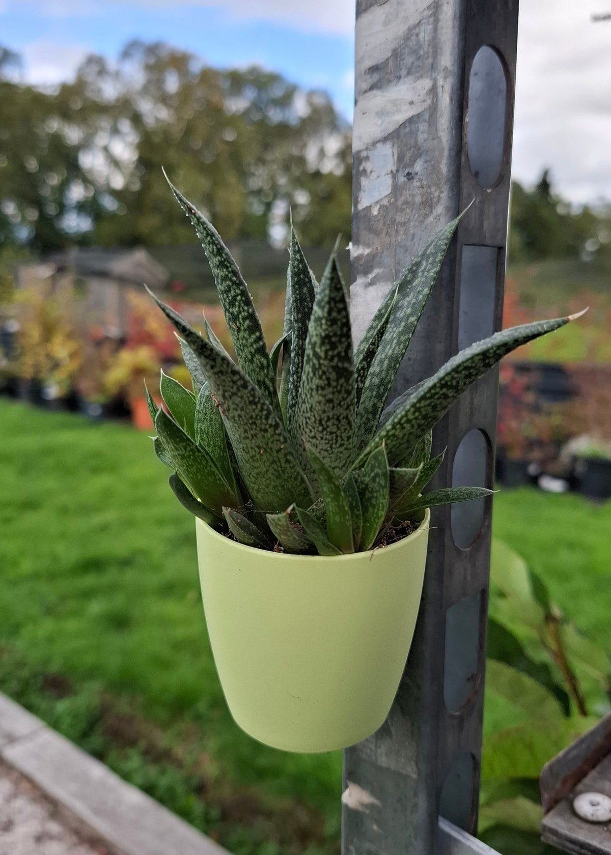Aloe/Haworthia Mix - with Magnetic Pot