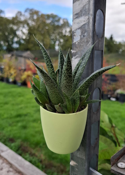 Aloe/Haworthia Mix - with Magnetic Pot