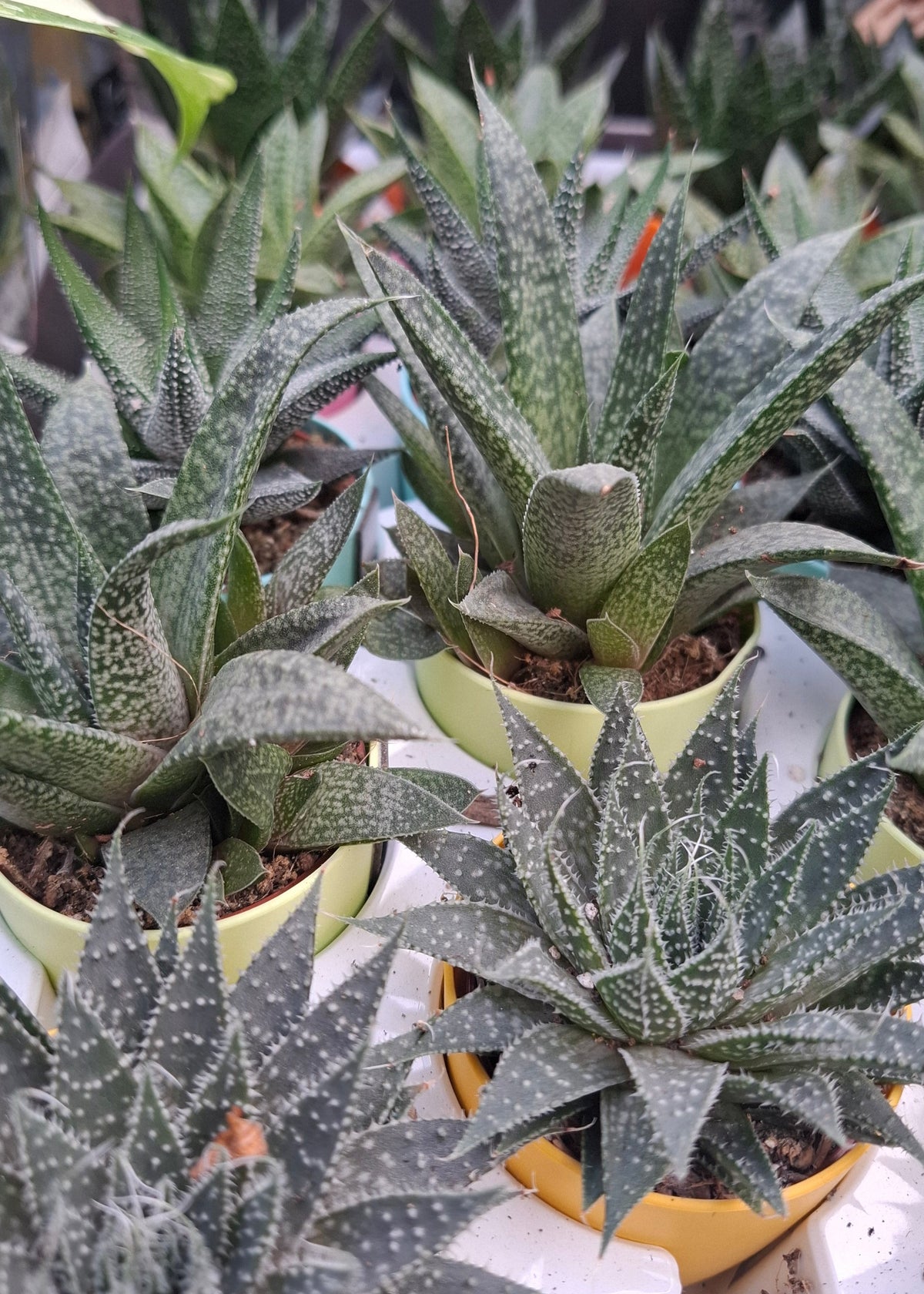 Aloe/Haworthia Mix - with Magnetic Pot
