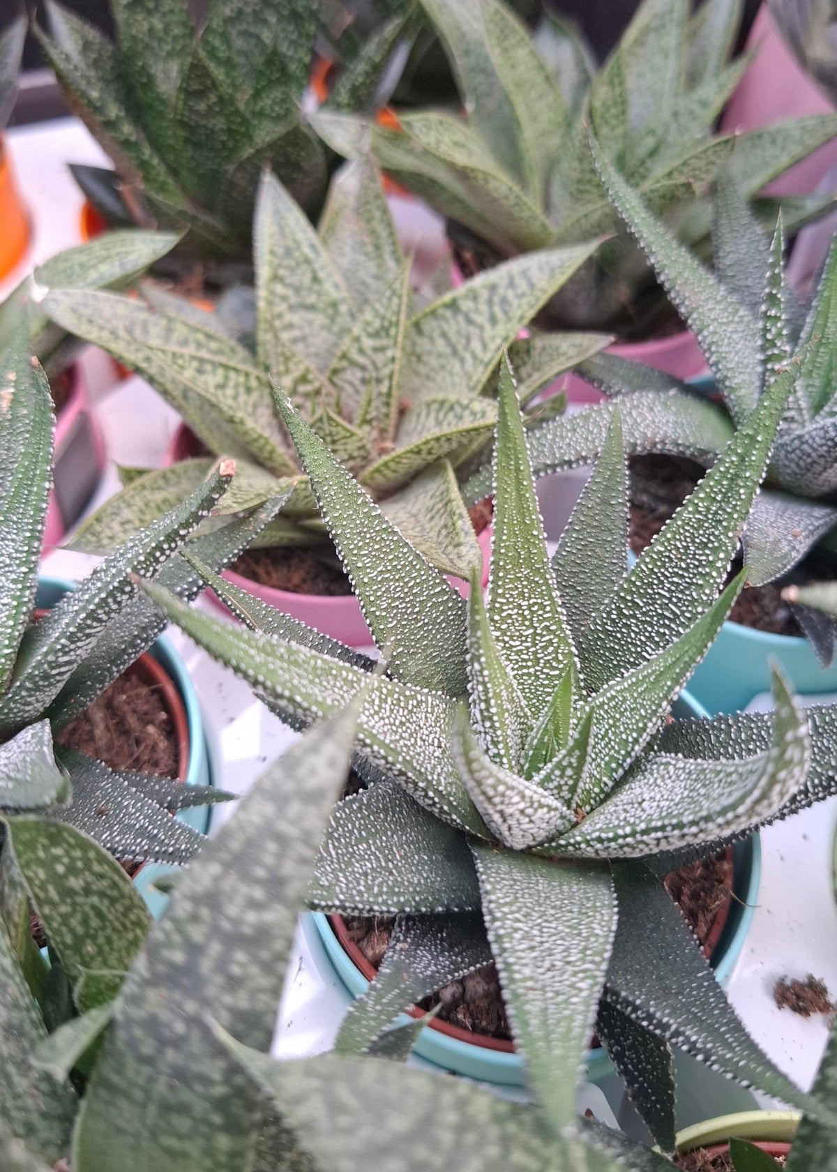 Aloe/Haworthia Mix - with Magnetic Pot
