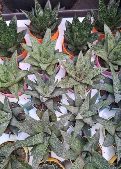 Aloe/Haworthia Mix - with Magnetic Pot