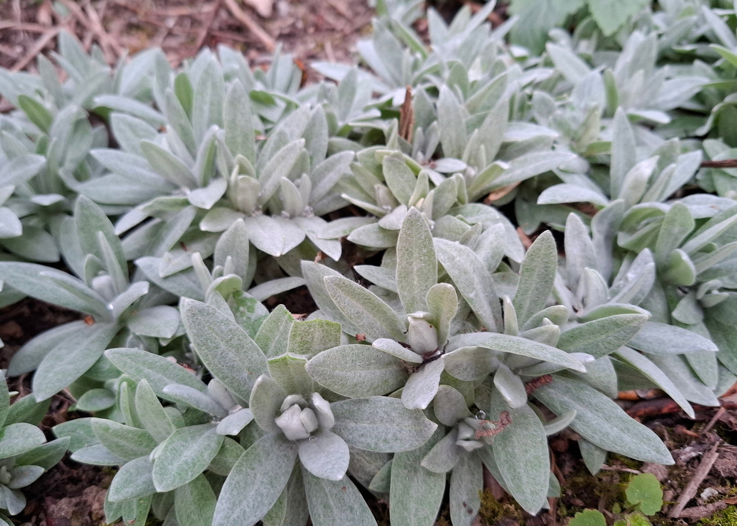 Anaphalis triplinervis