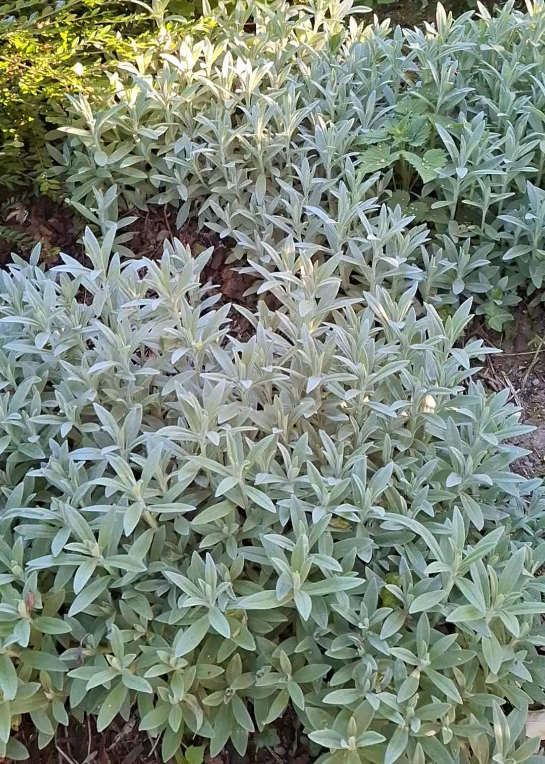 Anaphalis triplinervis