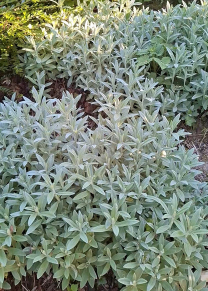 Anaphalis triplinervis