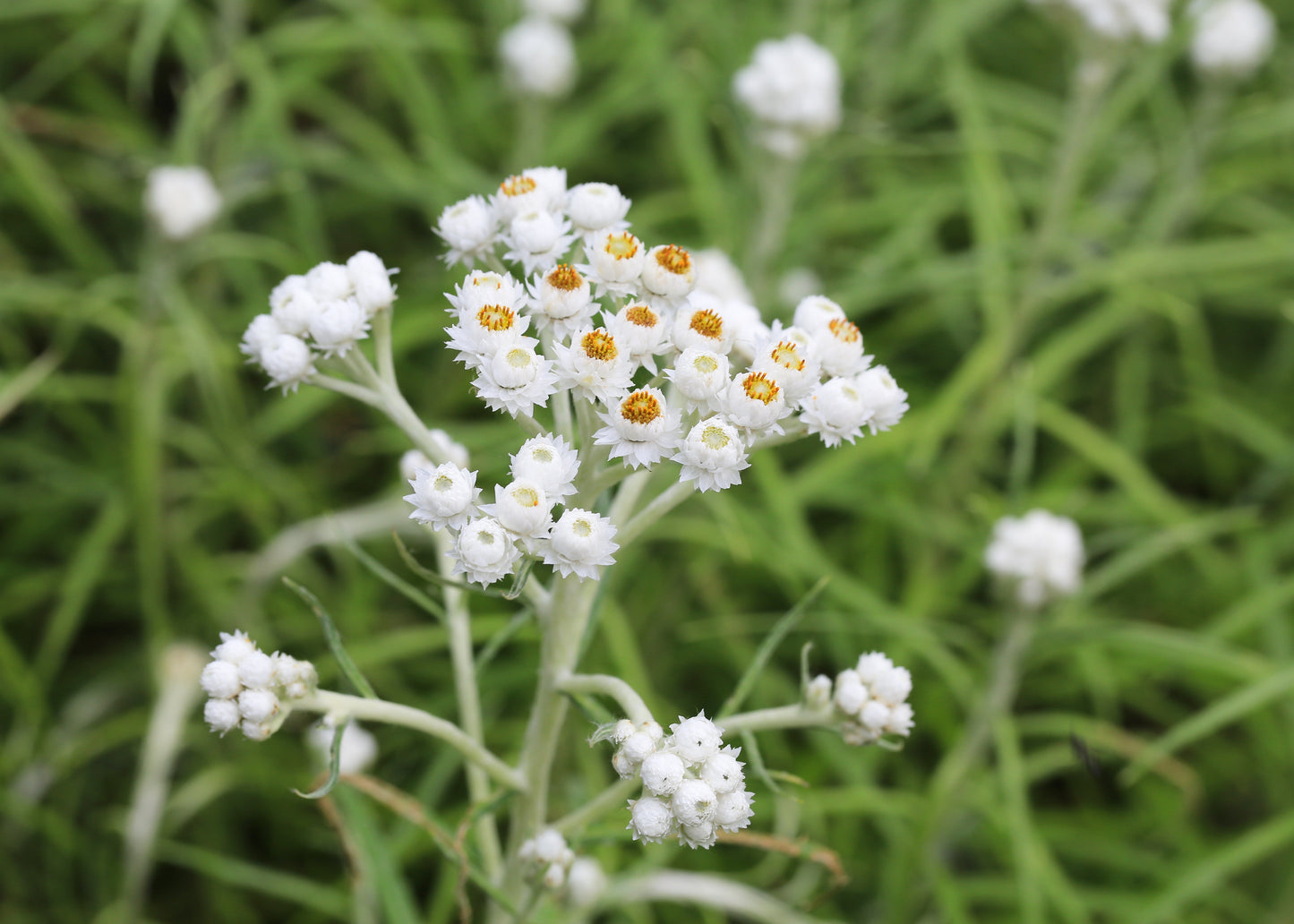 Anaphalis triplinervis