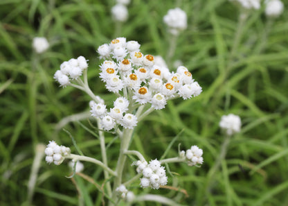 Anaphalis triplinervis