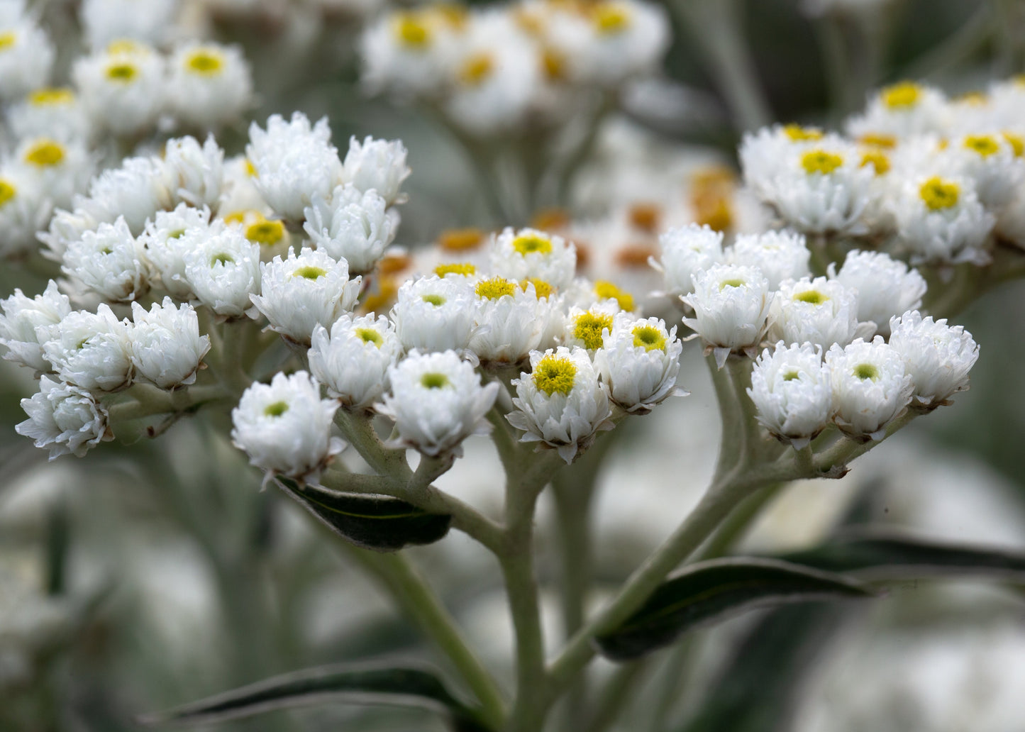 Anaphalis triplinervis