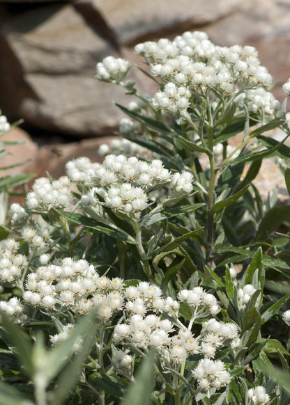 Anaphalis triplinervis