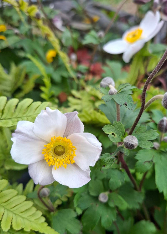 Anemone 'Elfin Swan'