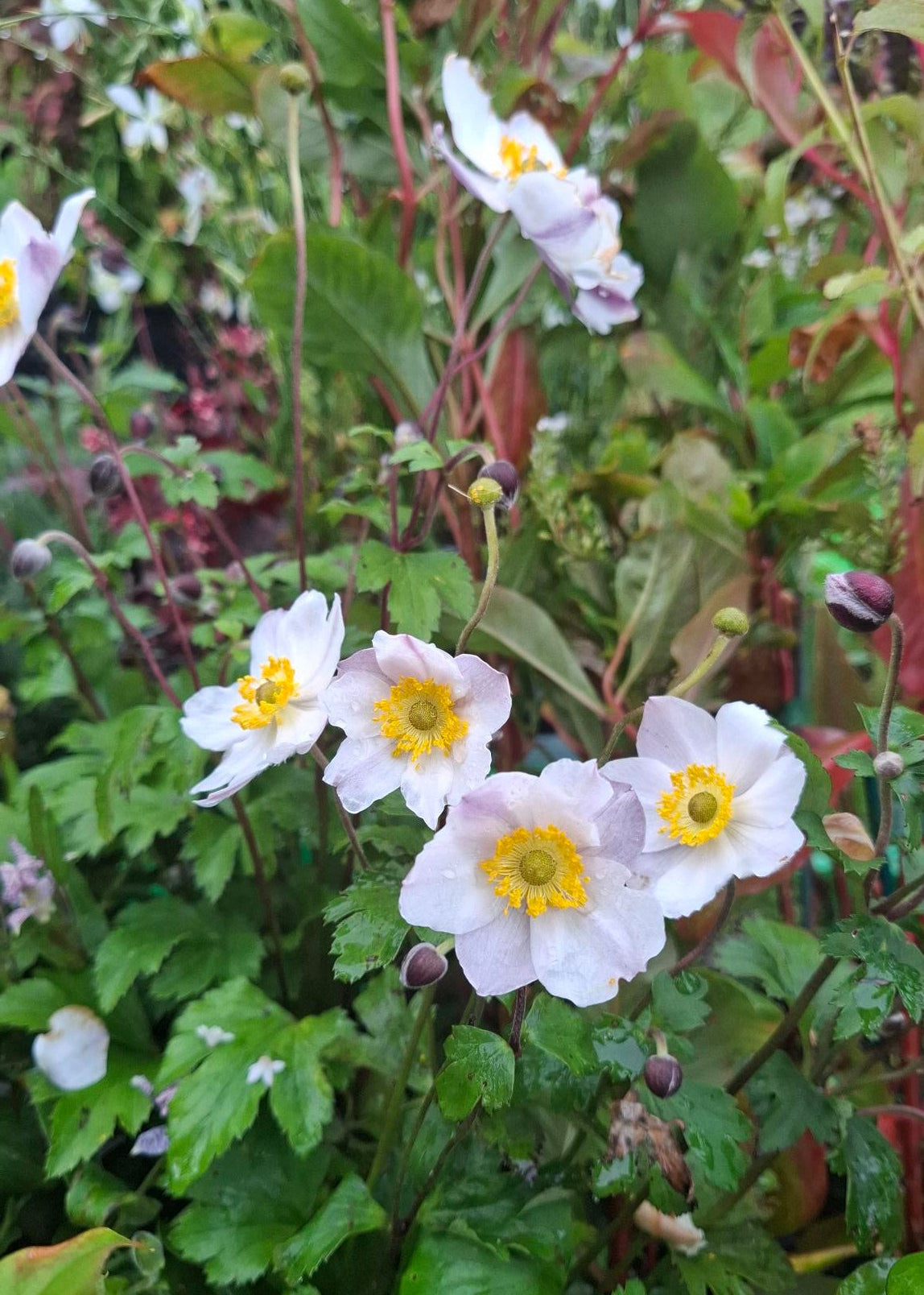 Anemone 'Elfin Swan'