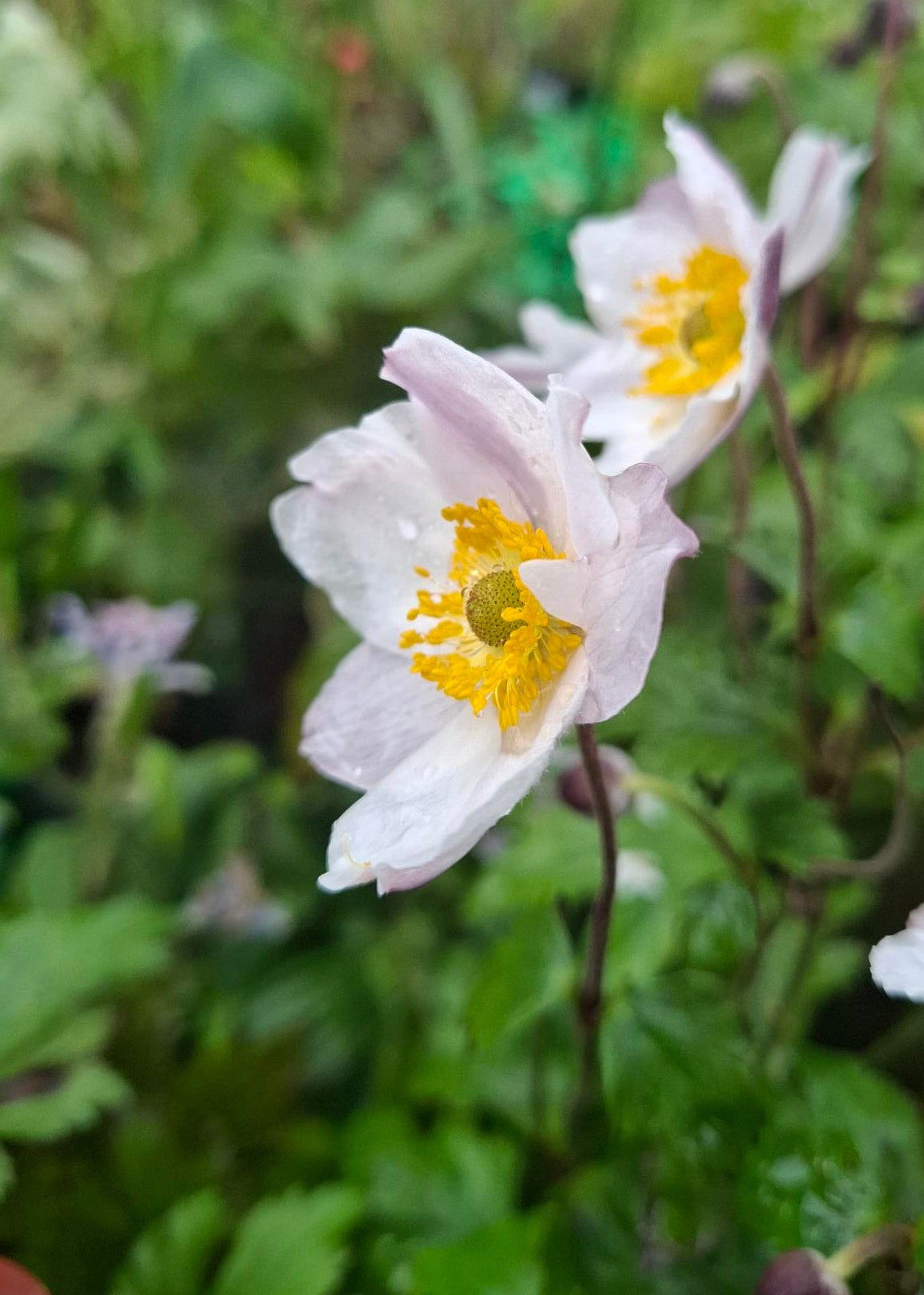 Anemone 'Elfin Swan'
