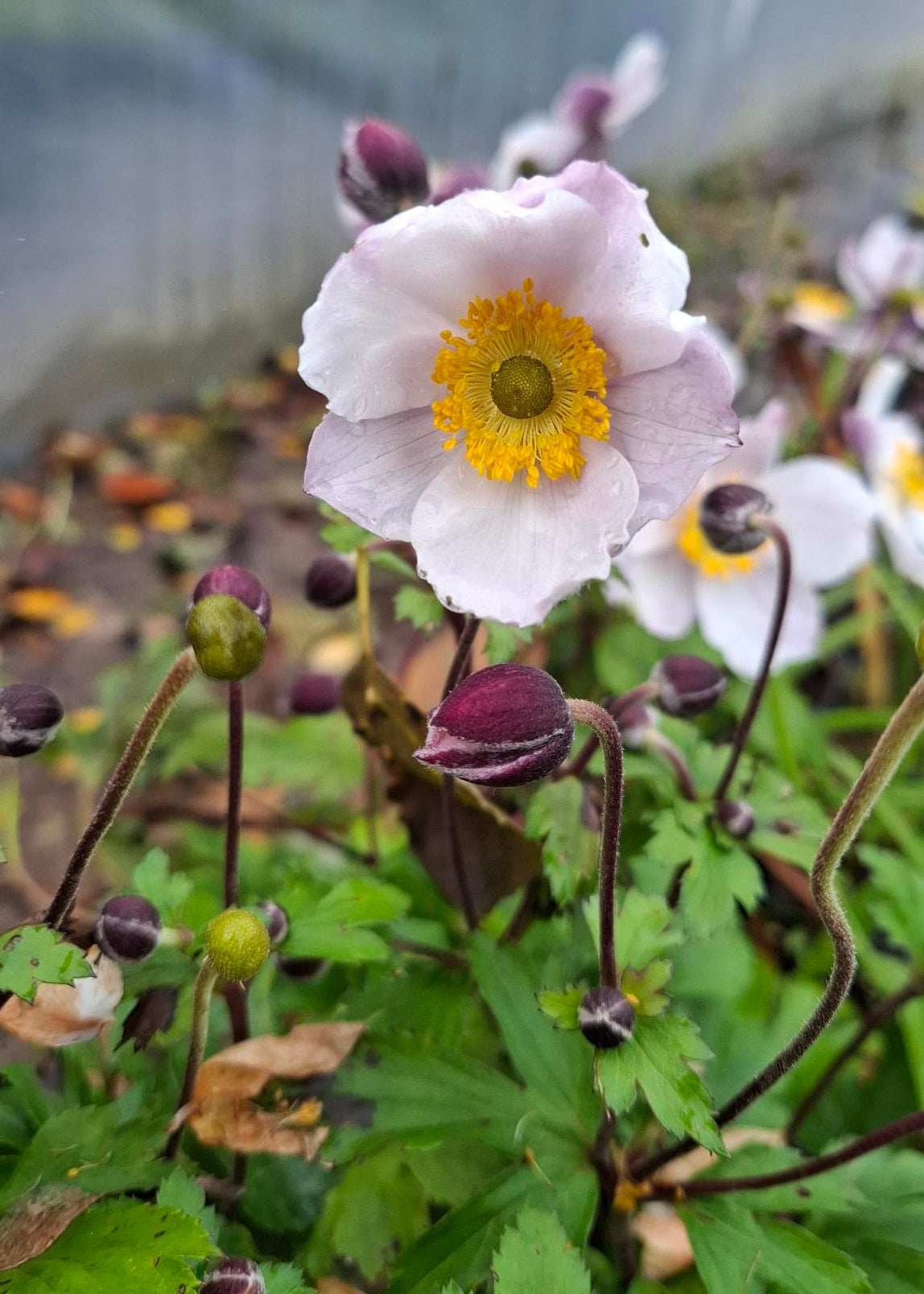 Anemone 'Elfin Swan'