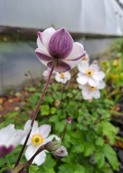 Anemone 'Elfin Swan'