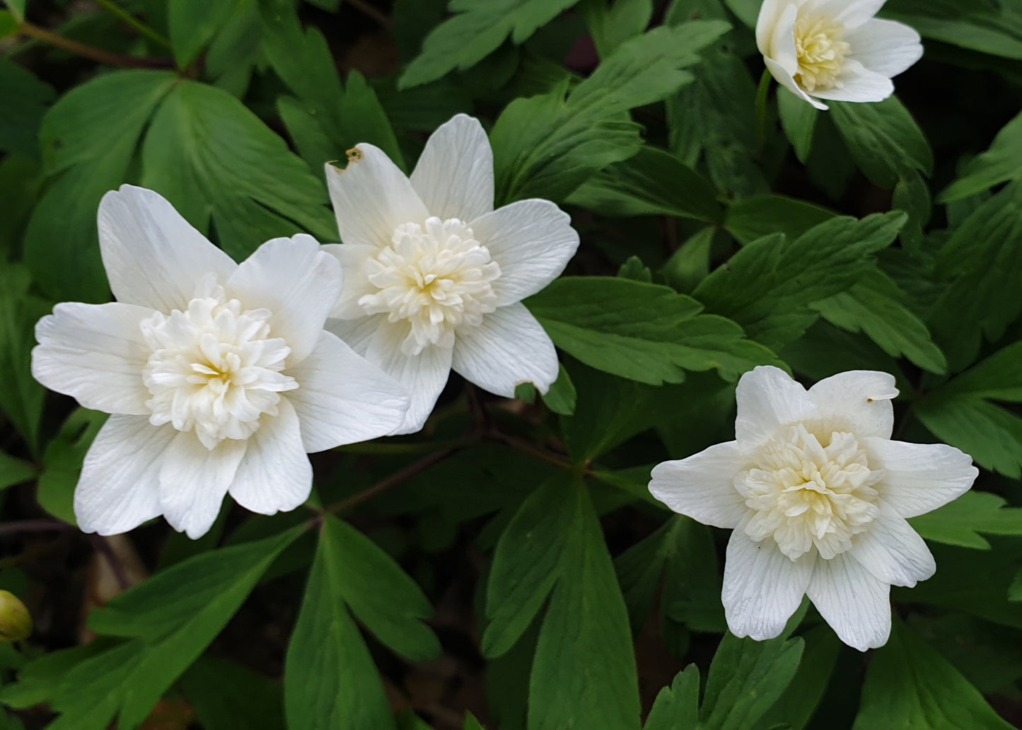 Anemone nemerosa 'Flore Pleno'