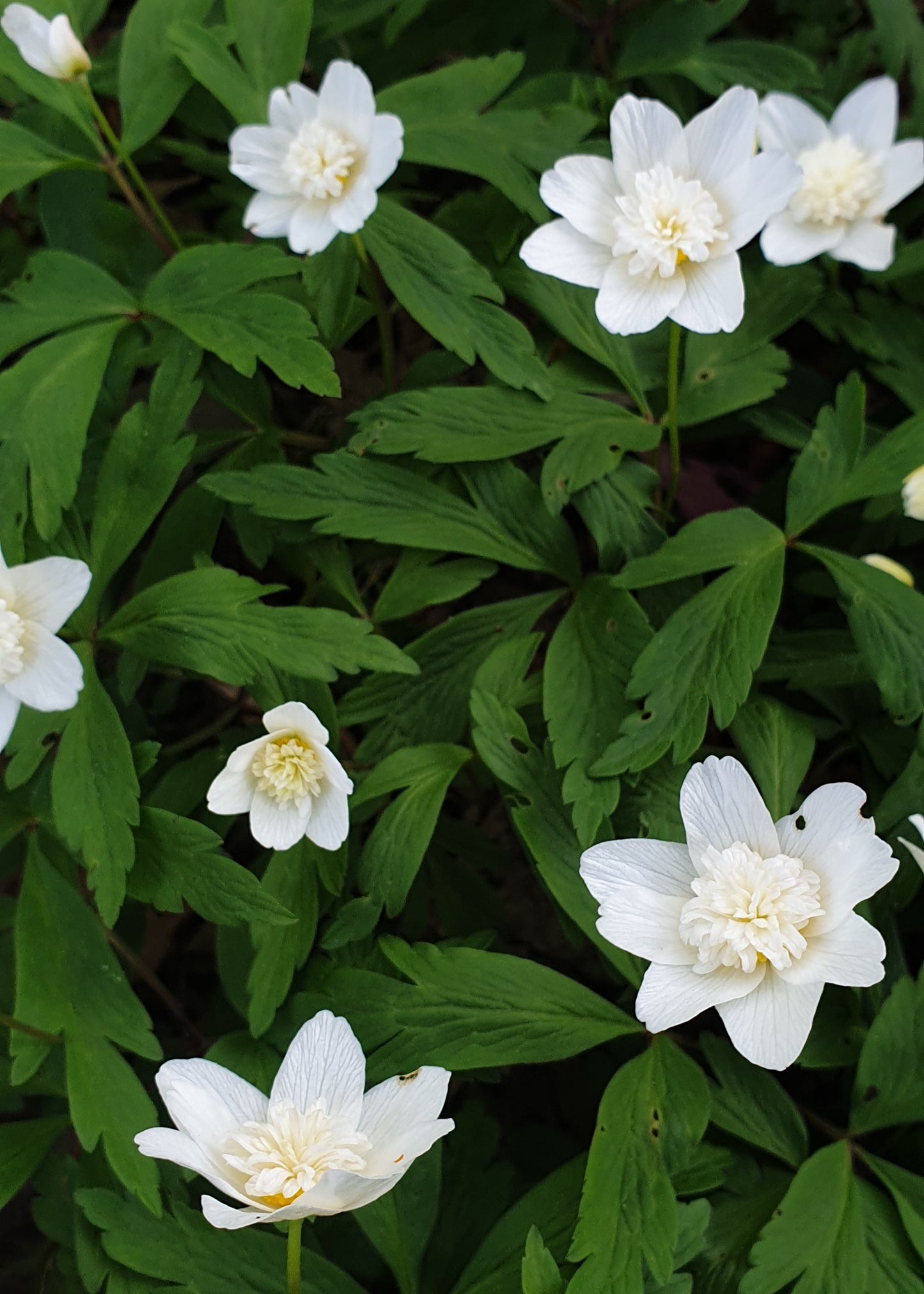 Anemone nemerosa 'Flore Pleno'