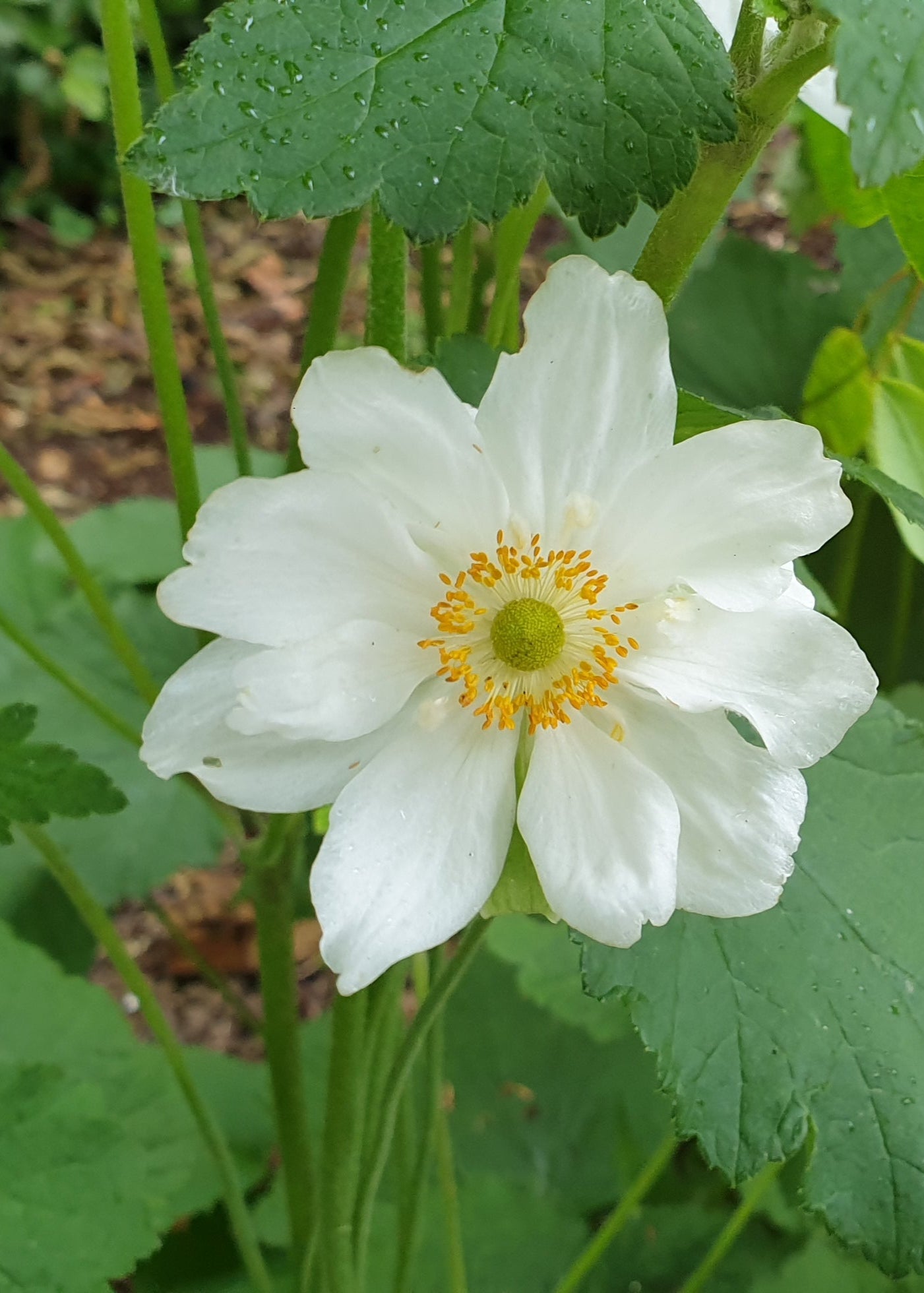 Anemone x hybrida 'Honorine Jobert'