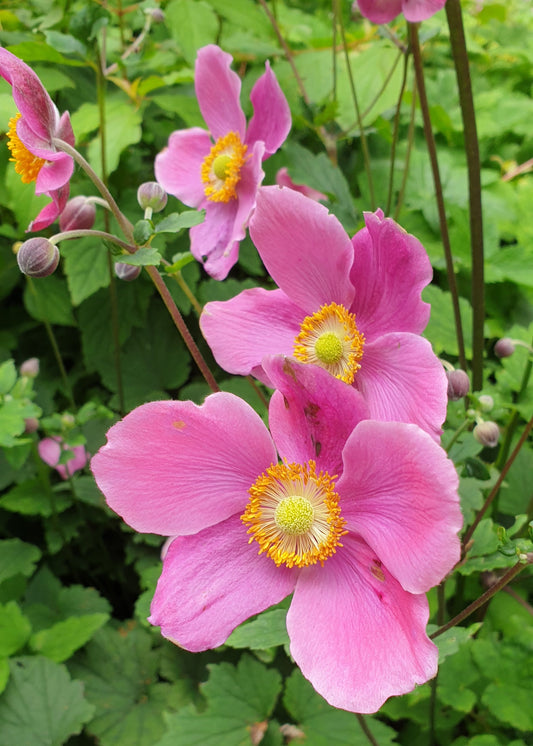 Anemone x hybrida 'September Charm'