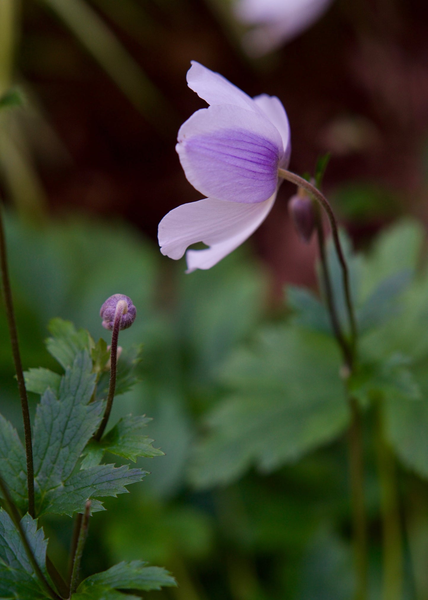 Anemone 'Wild Swan'