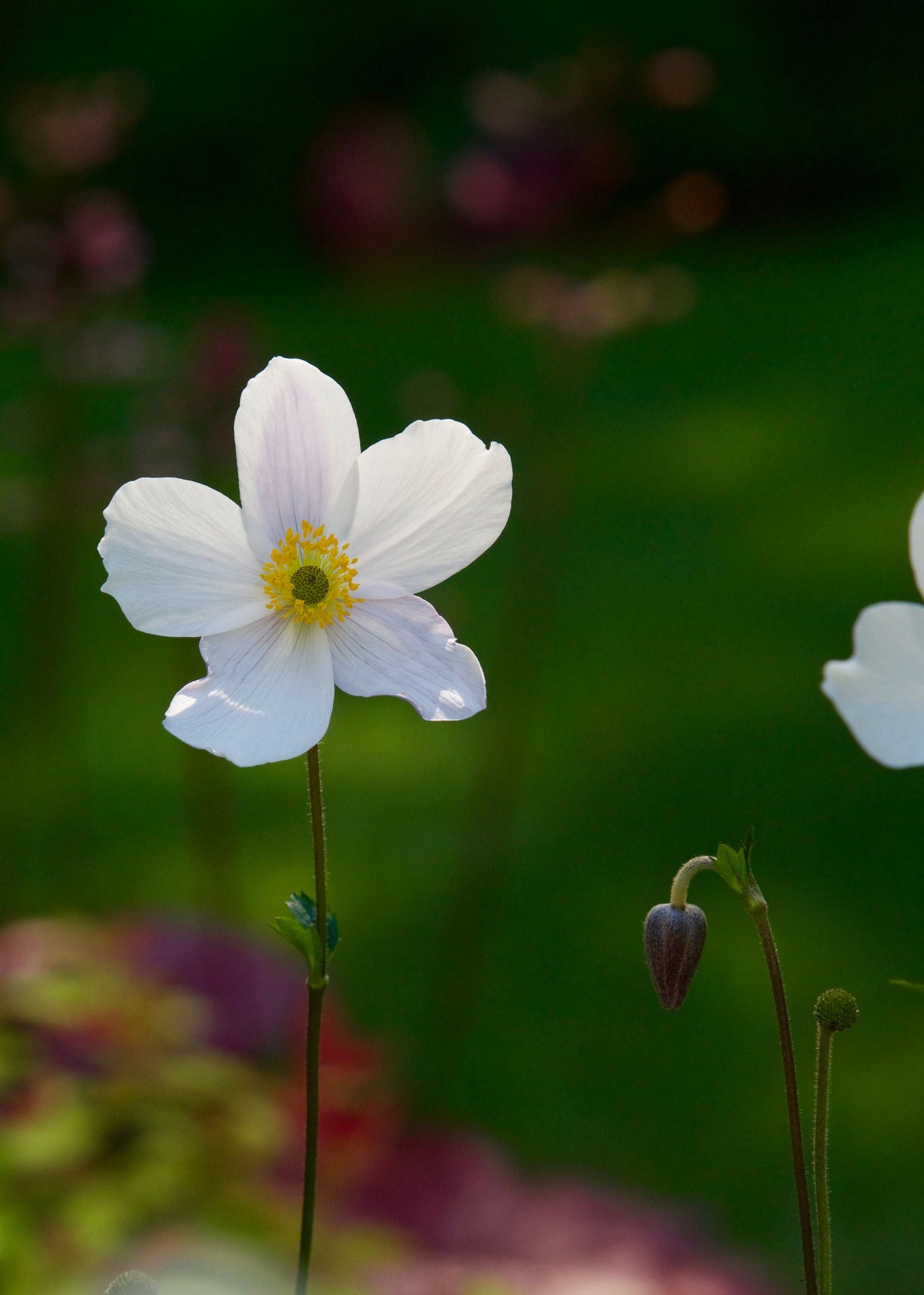 Anemone 'Wild Swan'