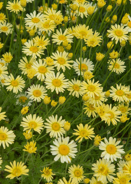 Anthemis tinctoria 'E.C. Buxton'