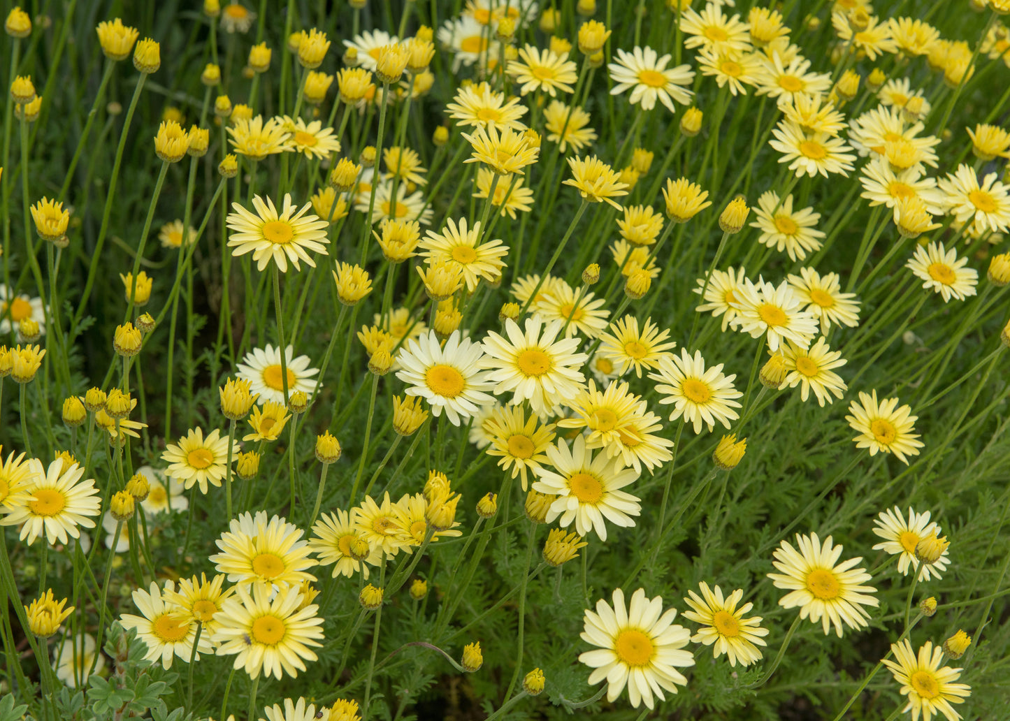 Anthemis tinctoria 'E.C. Buxton'