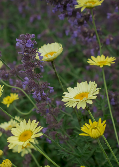 Anthemis tinctoria 'Lemon Ice'