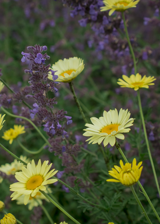 Anthemis tinctoria 'Lemon Ice'