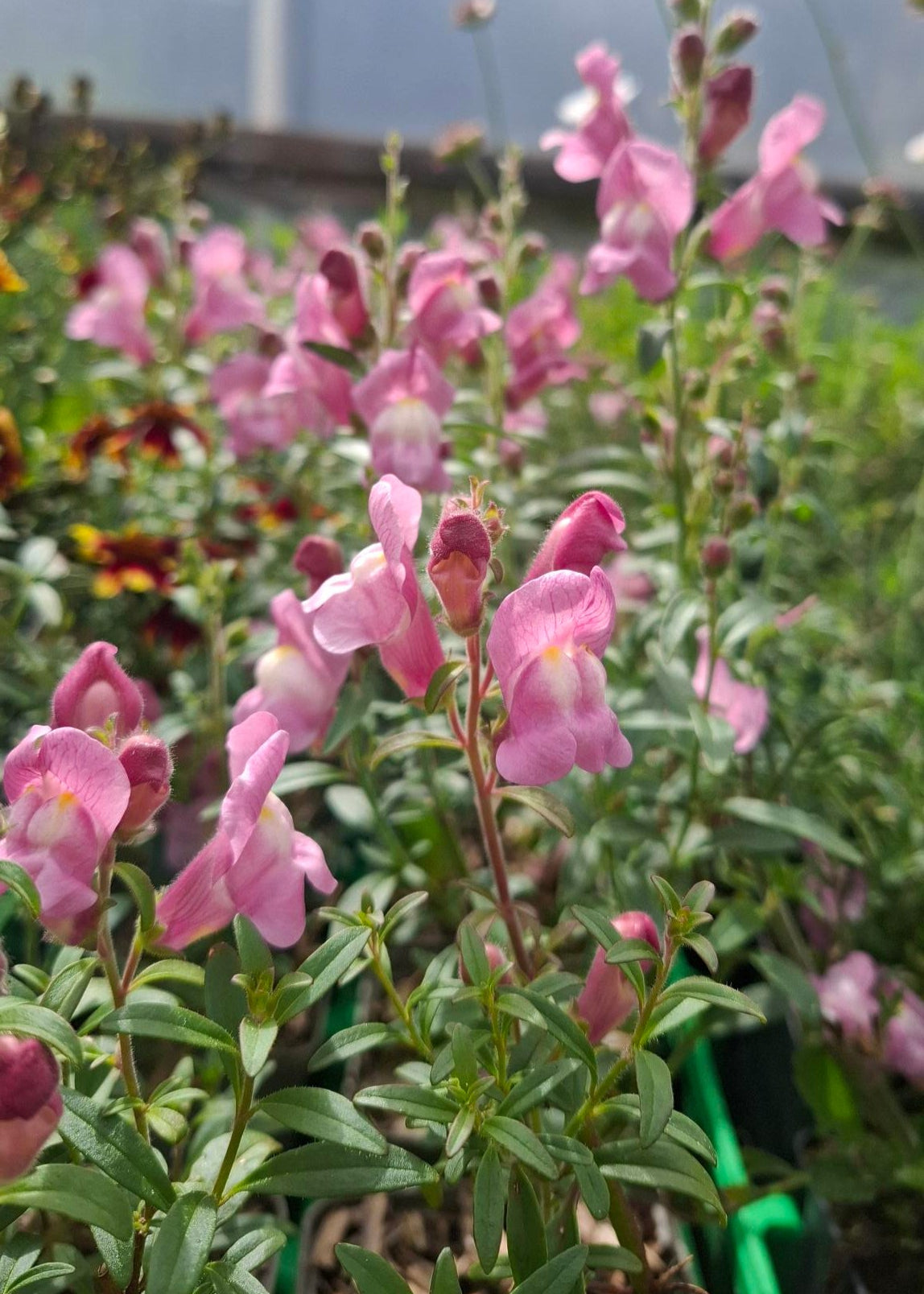 Antirrhinum majus 'Oh That's Cute'