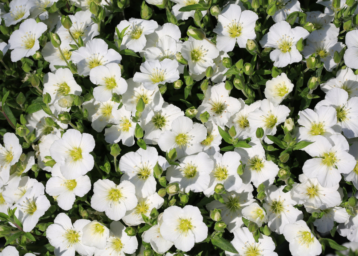 Arenaria montana