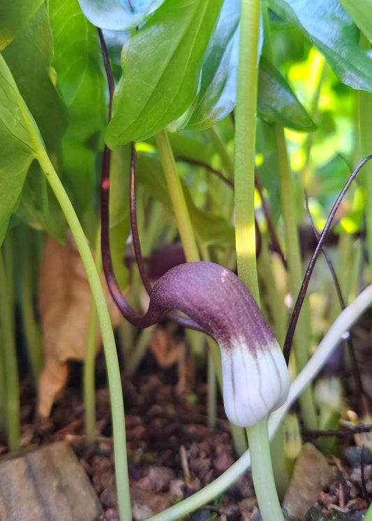 Arisarum probosideum
