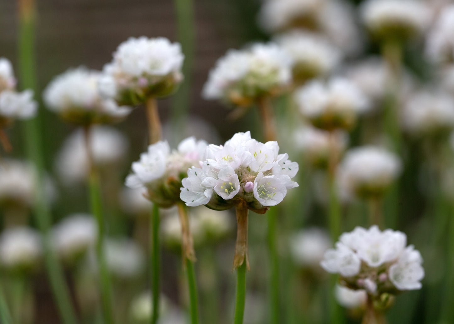 Armeria maritima 'Alba'