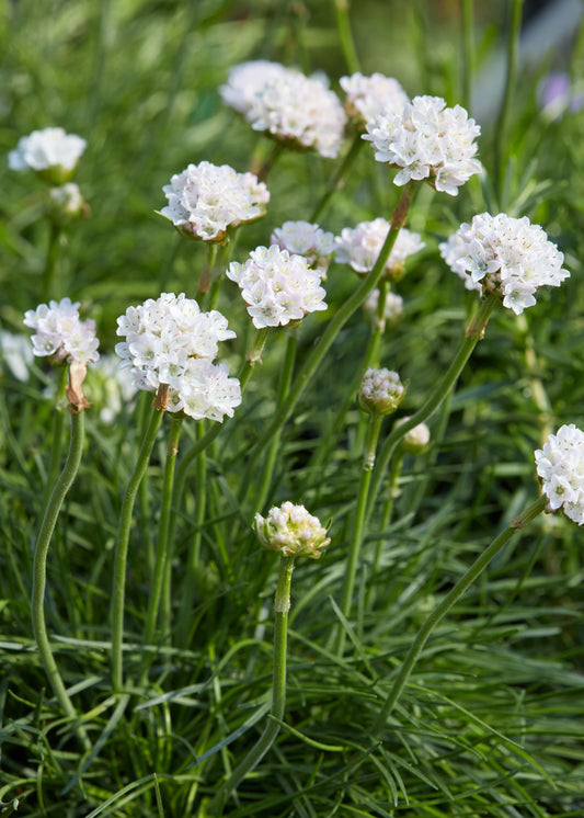 Armeria maritima 'Alba'