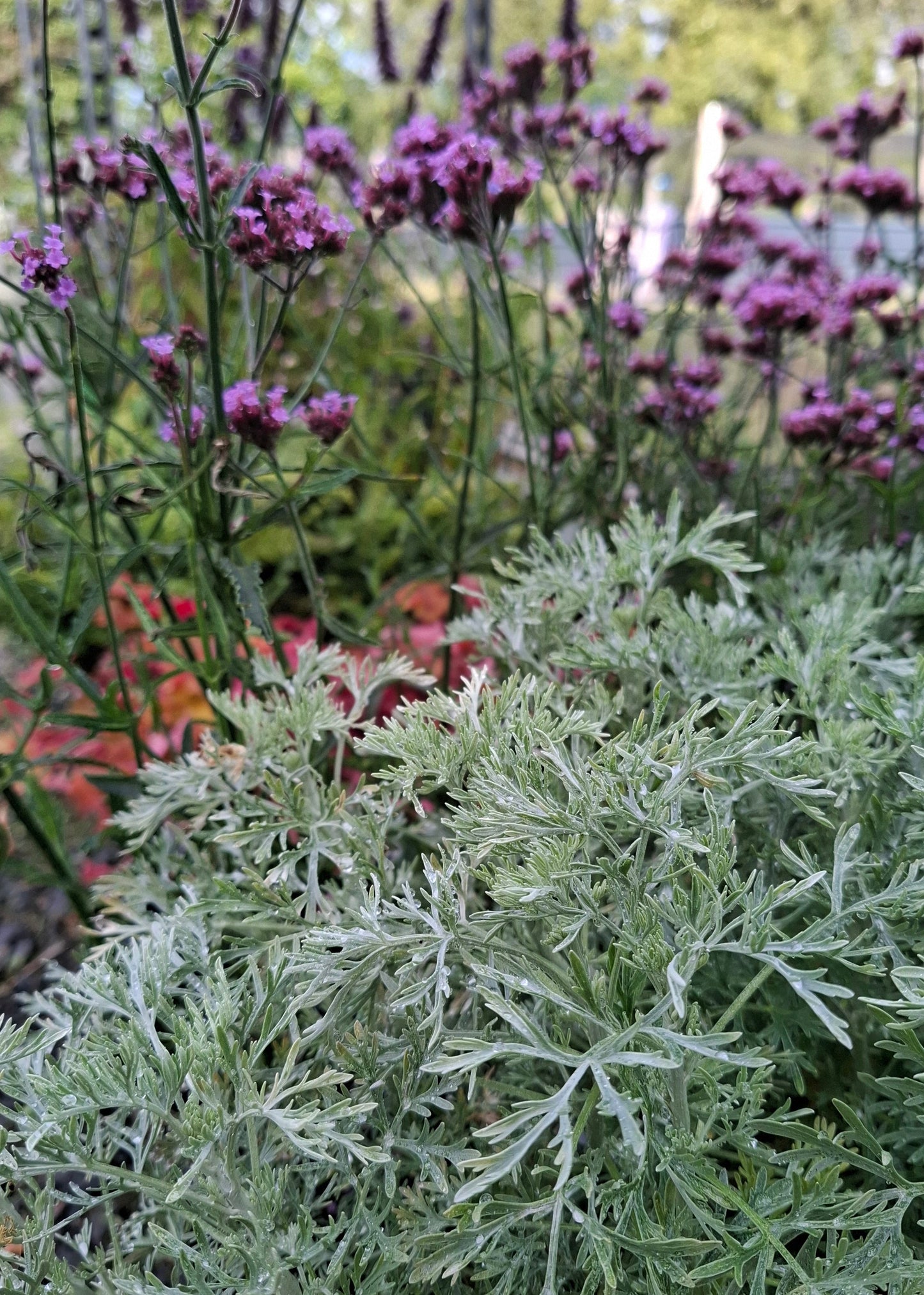 Artemisia 'Powis Castle'