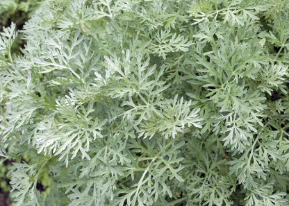 Artemisia 'Powis Castle'
