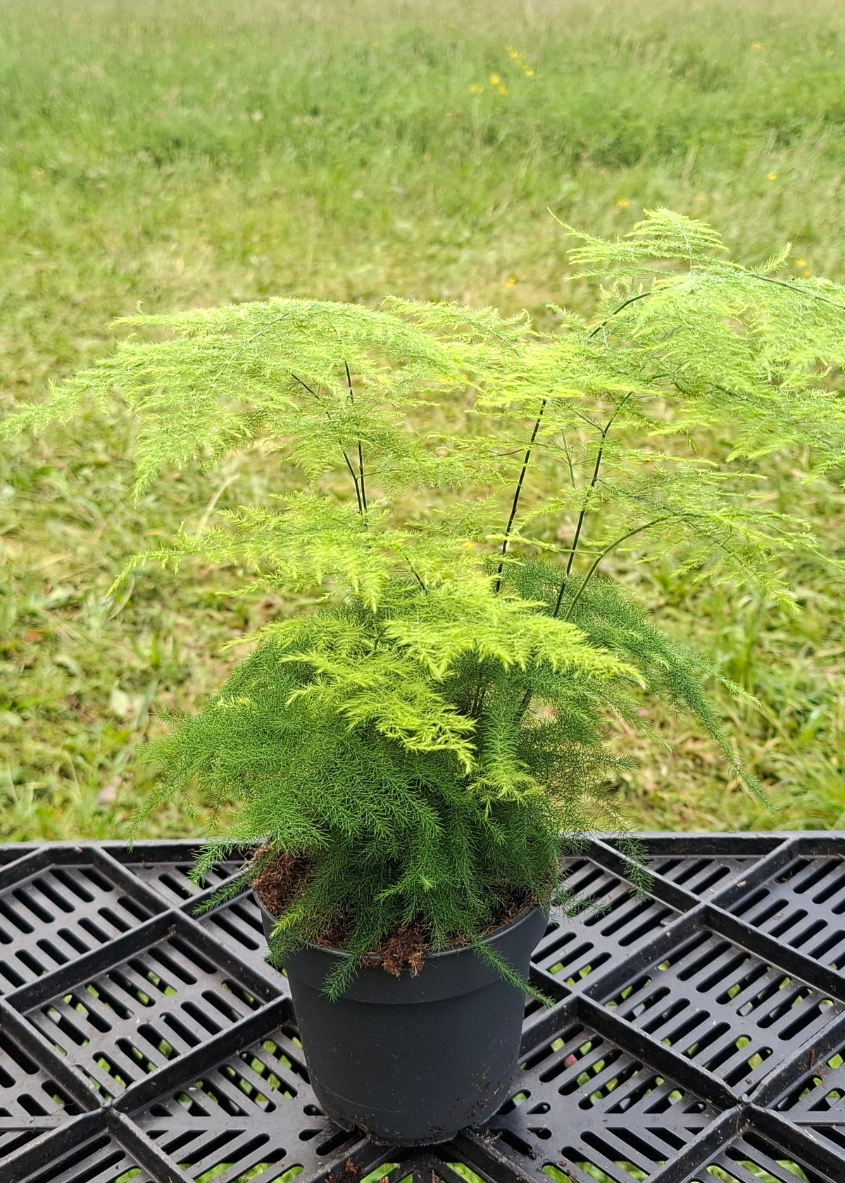 Asparagus setaceus / Asparagus Fern
