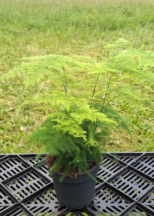 Asparagus setaceus / Asparagus Fern