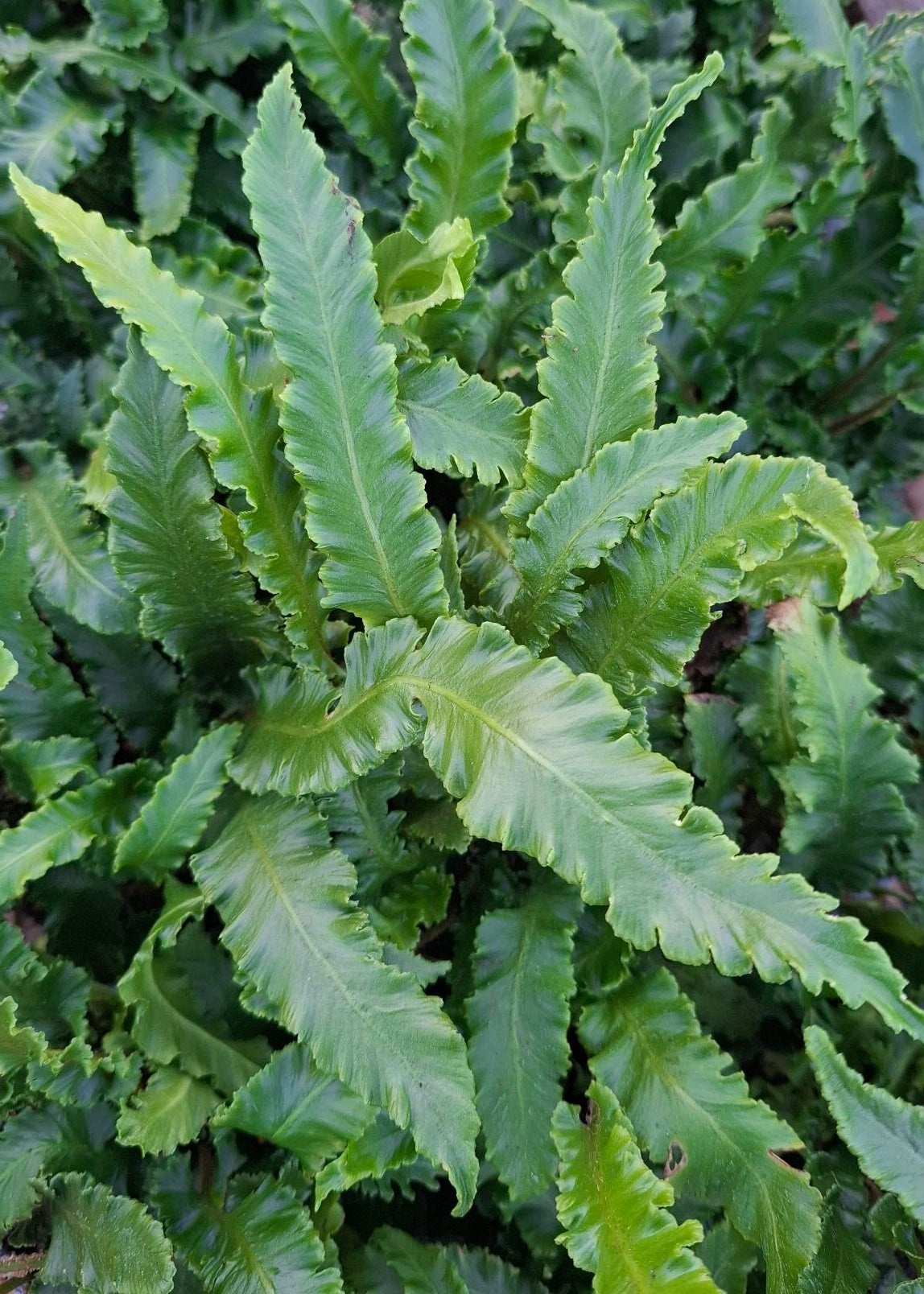 Asplenium scolopendrium 'Angustatum'