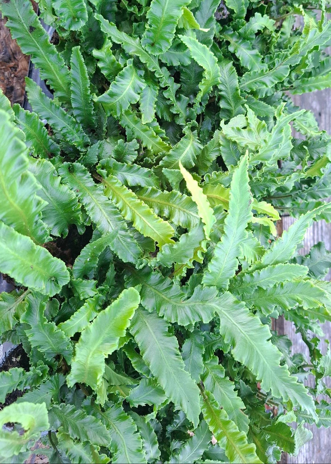 Asplenium scolopendrium 'Angustatum'