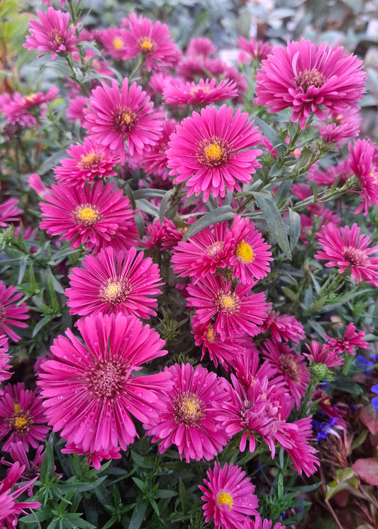 Aster dumosus 'Jenny'