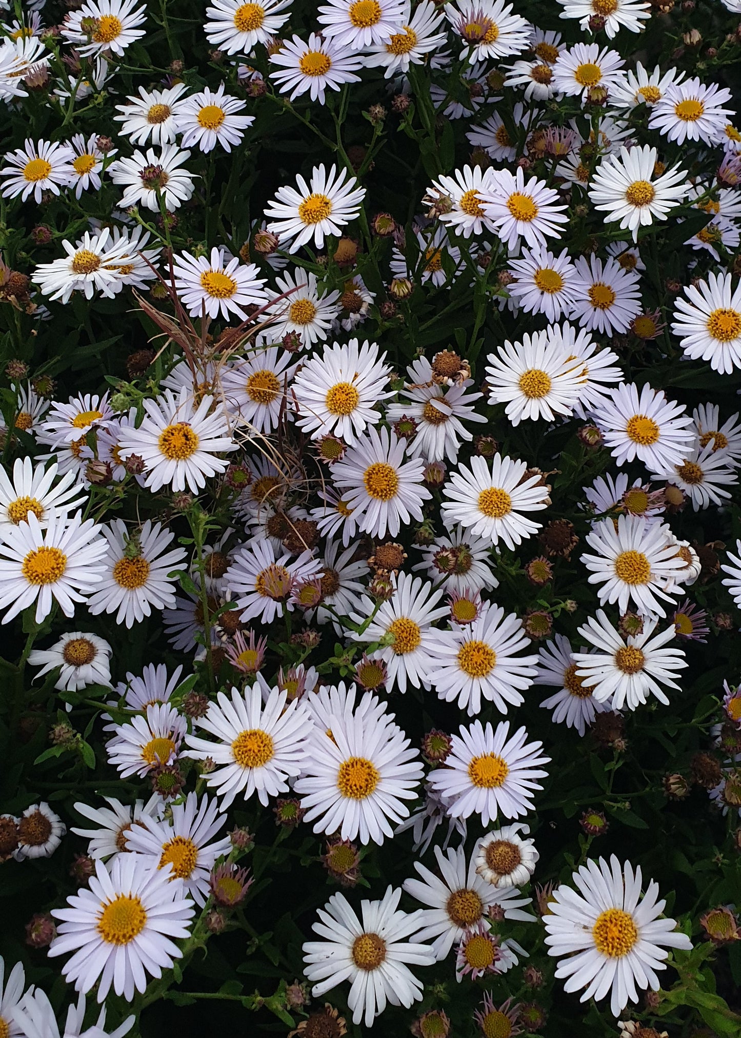 Aster 'Little Carlow'