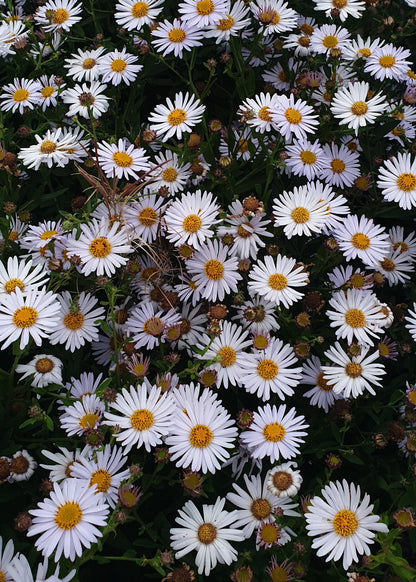 Aster 'Little Carlow'