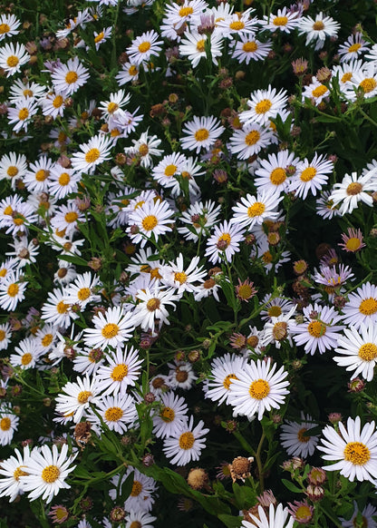 Aster 'Little Carlow'