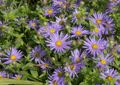 Aster x frikartii 'Mönch'