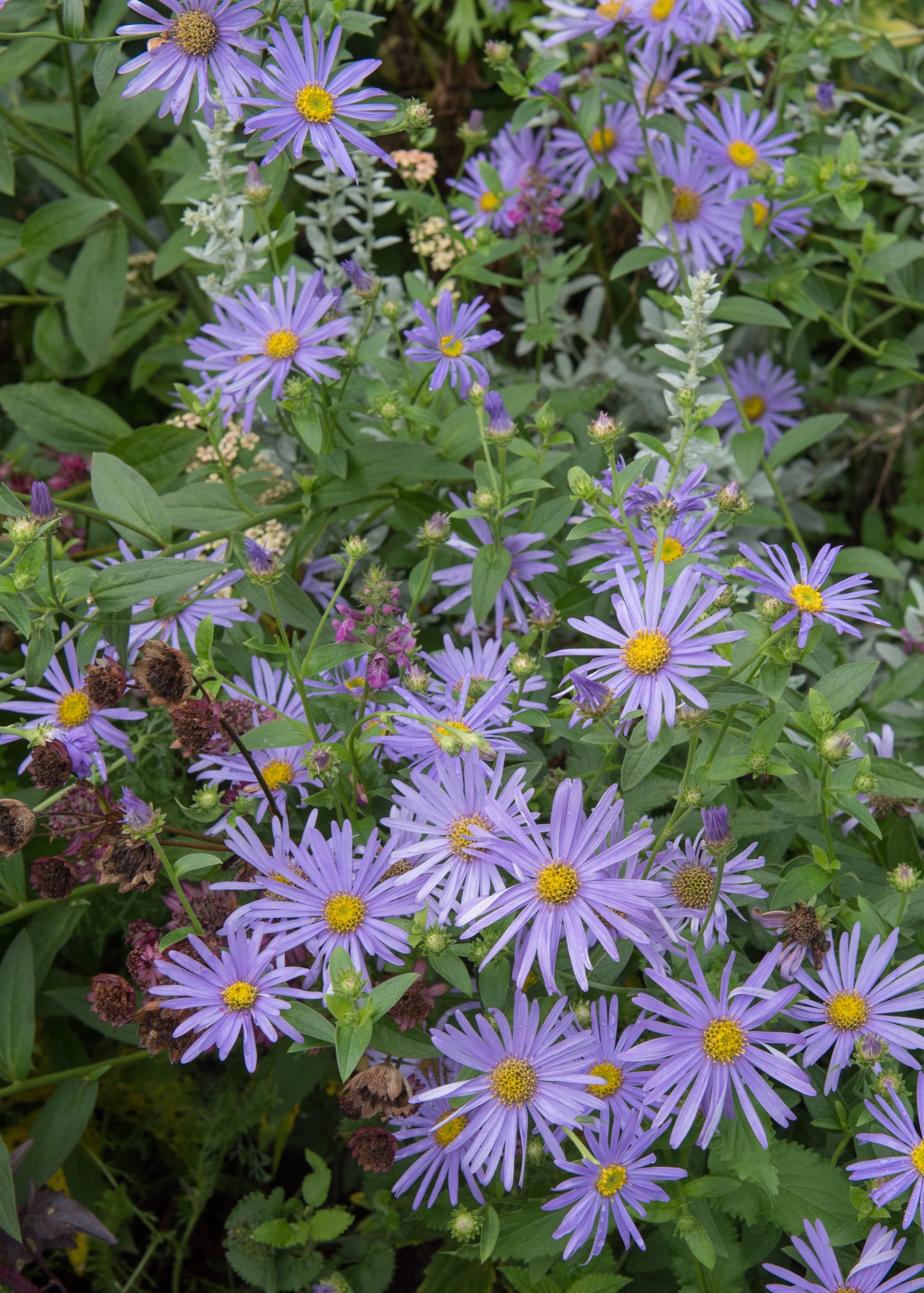Aster x frikartii 'Mönch'