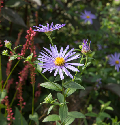 Aster x frikartii 'Mönch'