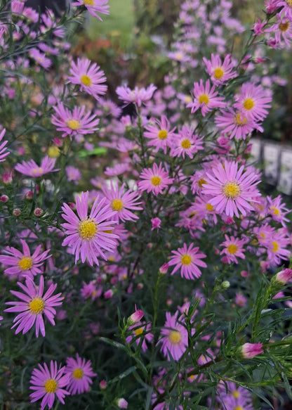 Aster ericoides 'Pink Star'