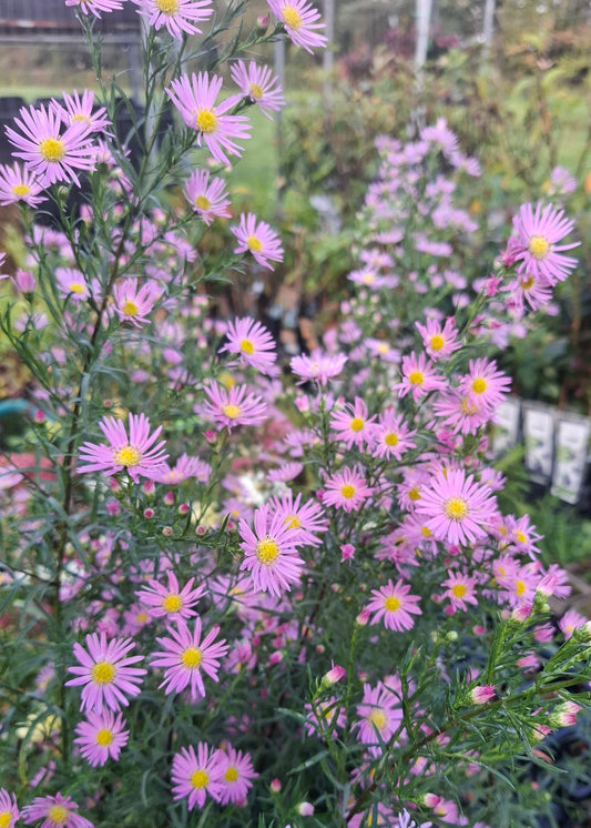 Aster ericoides 'Pink Star'