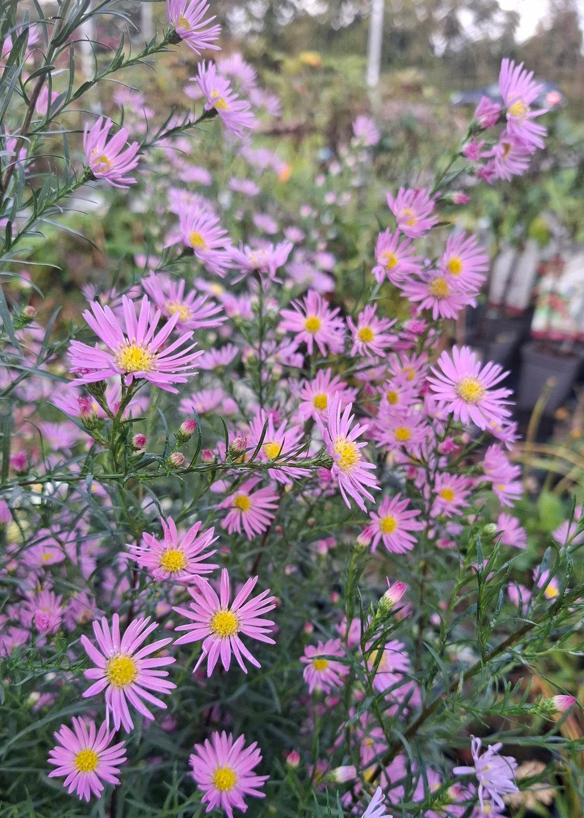 Aster ericoides 'Pink Star'