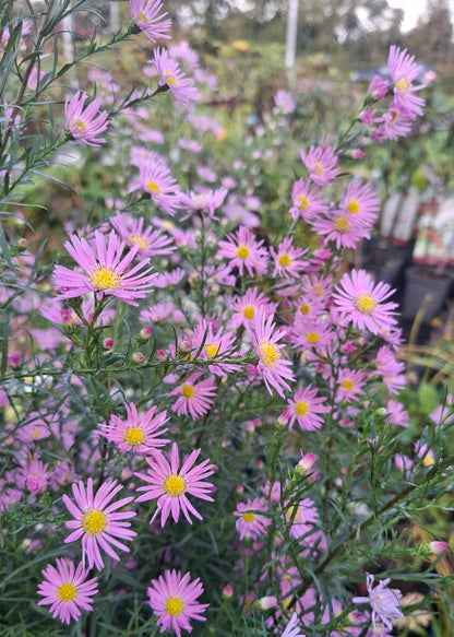Aster ericoides 'Pink Star'